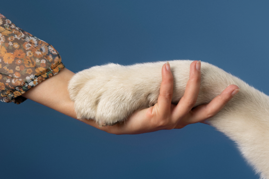 Perder a una mascota es una experiencia profundamente dolorosa. Estos compañeros fieles forman parte de nuestra familia y dejan una huella imborrable en nuestros corazones.