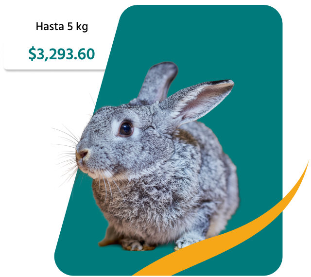 PetsAngel_Servicios_Imagen_01b