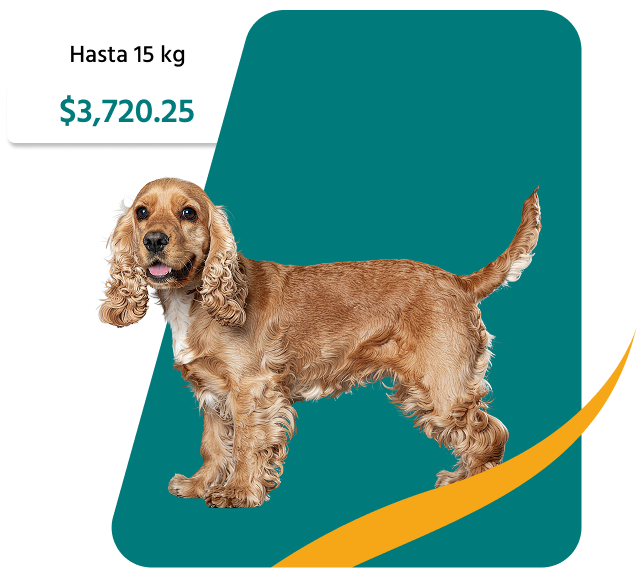 PetsAngel_Servicios_Imagen_02b