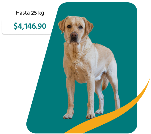 PetsAngel_Servicios_Imagen_03