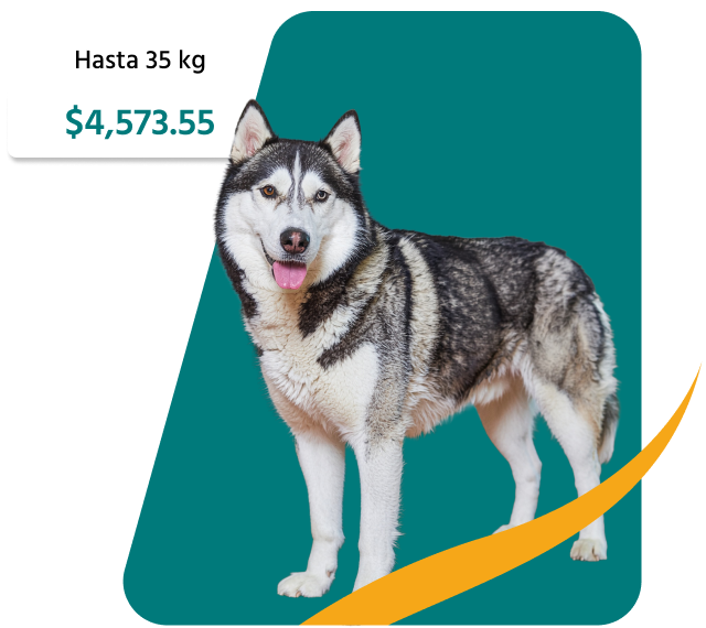 PetsAngel_Servicios_Imagen_04