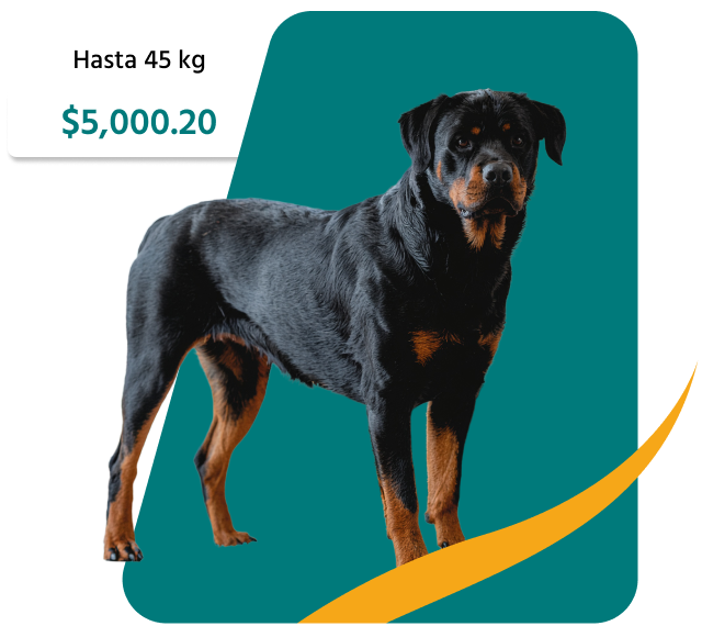 PetsAngel_Servicios_Imagen_05