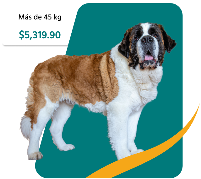 PetsAngel_Servicios_Imagen_06