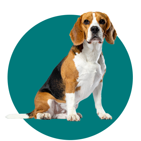 PetsAngel_Servicios_Imagen_09