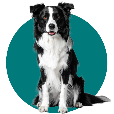 PetsAngel_Servicios_Imagen_10