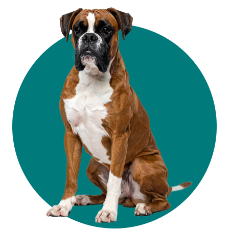 PetsAngel_Servicios_Imagen_11