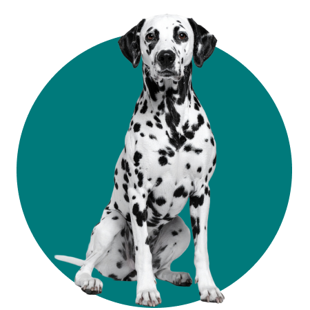 PetsAngel_Servicios_Imagen_12