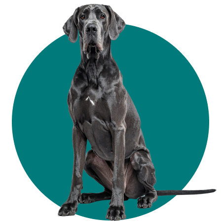 PetsAngel_Servicios_Imagen_13